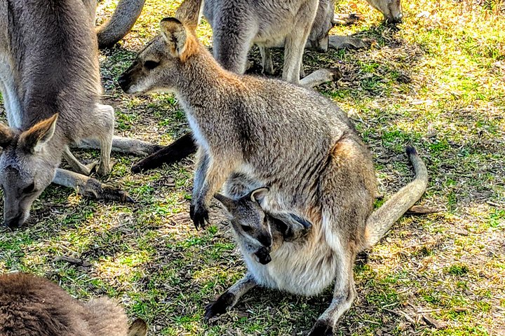 シドニー発の日帰りツアー：野生動物、滝、ワインテイスティング、海岸線の景色、写真6 | wizardtrip