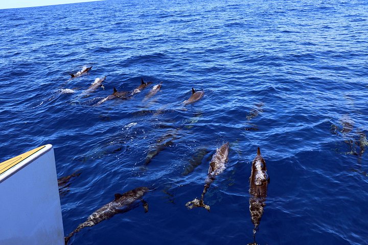 Luksuriøs katamarantur utenfor Oahus kyst, med snorkling, delfinsafari og hawaiisk måltid, foto 11 | wizardtrip