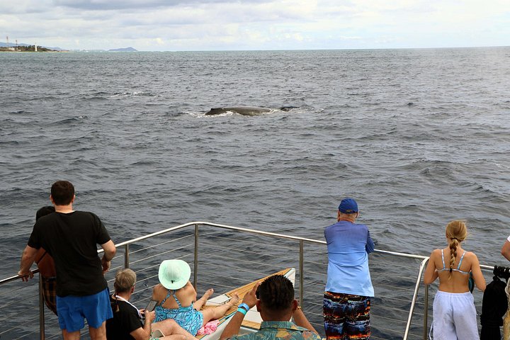 Luksuriøs katamarantur utenfor Oahus kyst, med snorkling, delfinsafari og hawaiisk måltid, foto 23 | wizardtrip