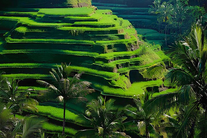 Ubud: Apenrots, Watertempel, Rijstterras & Waterval | wizardtrip