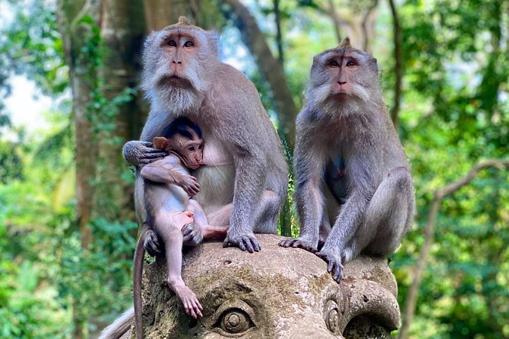 Privétour door Ubud's Apenbos, Tegalalang Rijstterrassen, Tirta Empul Tempel en Tegenungan Waterval op Bali, foto 7 | wizardtrip