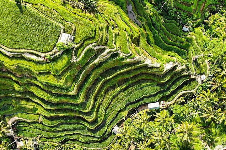 Privétour door Ubud's Apenbos, Tegalalang Rijstterrassen, Tirta Empul Tempel en Tegenungan Waterval op Bali, foto 10 | wizardtrip
