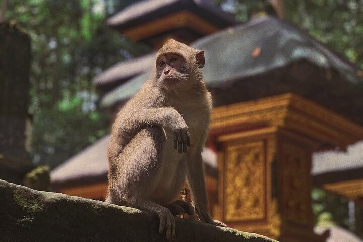 Privétour door Ubud's Apenbos, Tegalalang Rijstterrassen, Tirta Empul Tempel en Tegenungan Waterval op Bali, foto 18 | wizardtrip