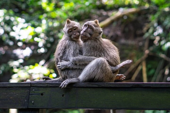 Privétour door Ubud's Apenbos, Tegalalang Rijstterrassen, Tirta Empul Tempel en Tegenungan Waterval op Bali, foto 20 | wizardtrip