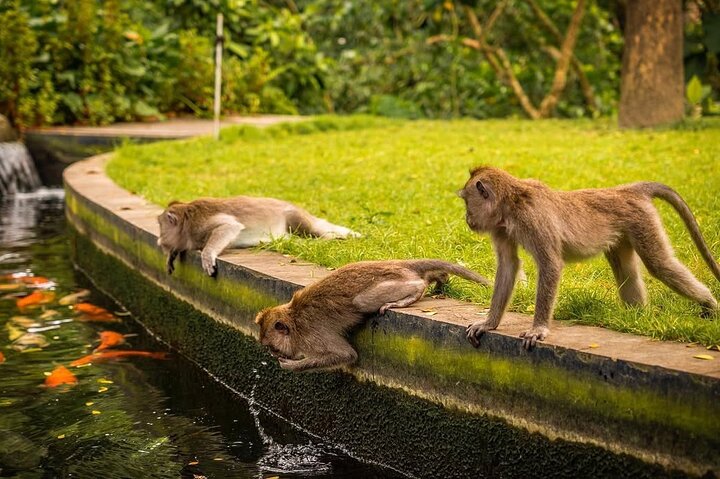 Privétour door Ubud's Apenbos, Tegalalang Rijstterrassen, Tirta Empul Tempel en Tegenungan Waterval op Bali, foto 21 | wizardtrip