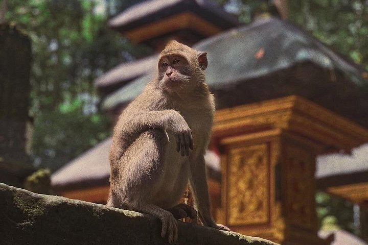 Privétour door Ubud's Apenbos, Tegalalang Rijstterrassen, Tirta Empul Tempel en Tegenungan Waterval op Bali, foto 22 | wizardtrip
