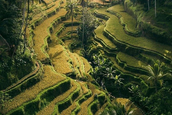 Privétour door Ubud's Apenbos, Tegalalang Rijstterrassen, Tirta Empul Tempel en Tegenungan Waterval op Bali, foto 35 | wizardtrip