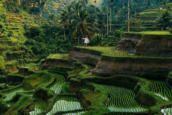 Privétour door Ubud's Apenbos, Tegalalang Rijstterrassen, Tirta Empul Tempel en Tegenungan Waterval op Bali, foto 36 | wizardtrip
