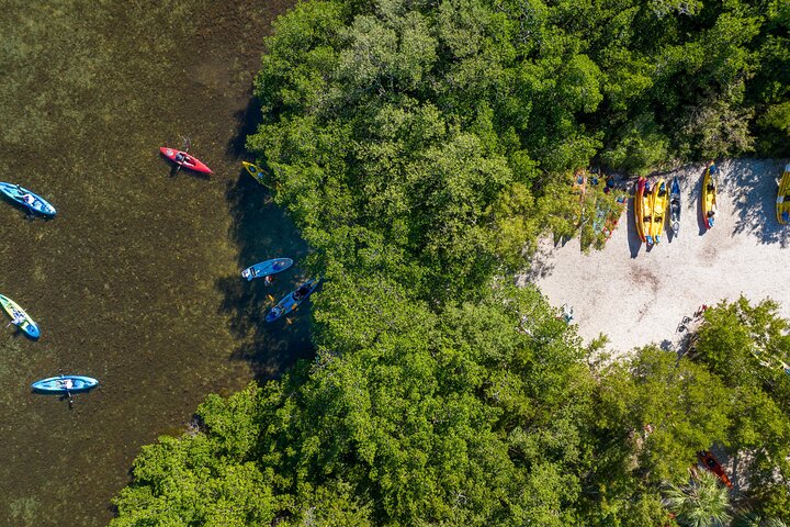 Guidet kajaktur gennem Sarasotas mangrovetunneler og bugt, hvor man spotter dyreliv, foto 6 | wizardtrip