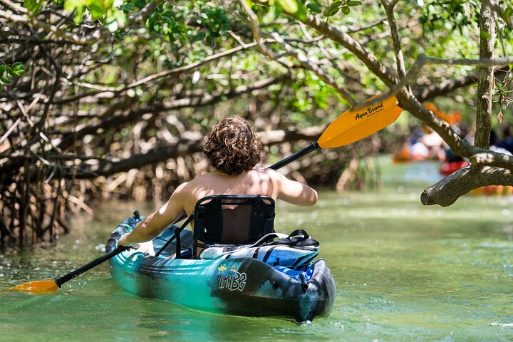 Guidet kajaktur gennem Sarasotas mangrovetunneler og bugt, hvor man spotter dyreliv, foto 9 | wizardtrip