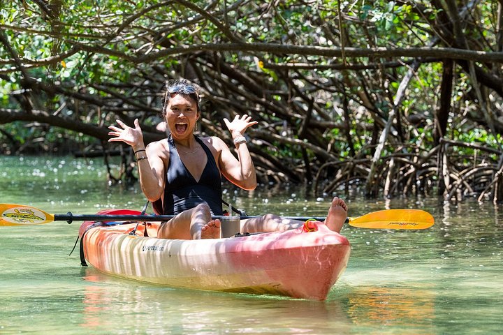 Guidet kajaktur gennem Sarasotas mangrovetunneler og bugt, hvor man spotter dyreliv, foto 10 | wizardtrip
