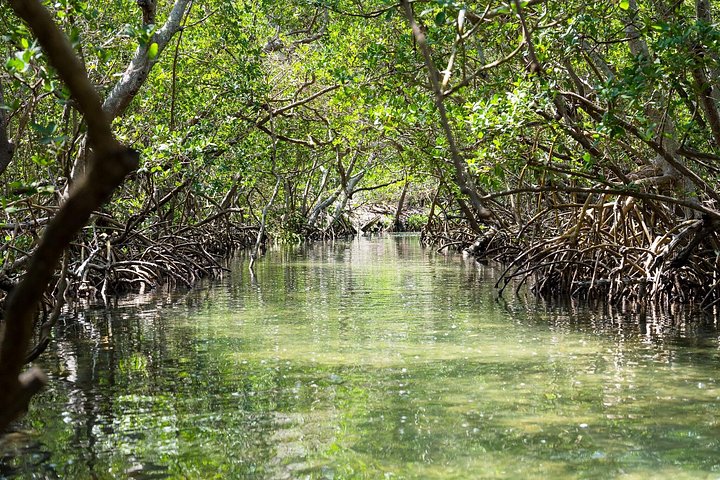 Guidet kajaktur gennem Sarasotas mangrovetunneler og bugt, hvor man spotter dyreliv, foto 12 | wizardtrip