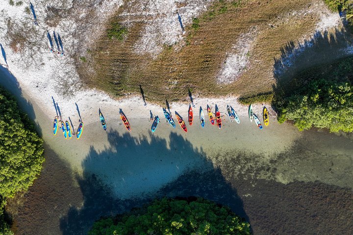 Guidet kajaktur gennem Sarasotas mangrovetunneler og bugt, hvor man spotter dyreliv, foto 14 | wizardtrip