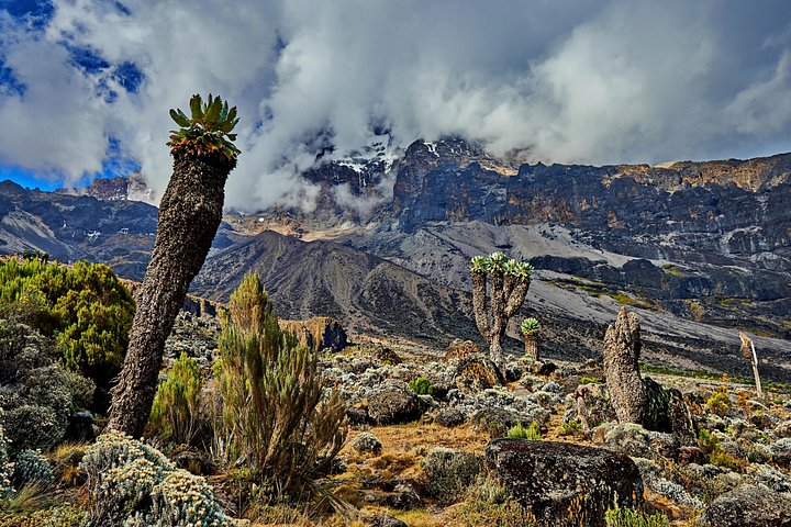 Trek vers le sommet du mont Kilimandjaro par la pittoresque voie Lemosho en Tanzanie, photo 8 | wizardtrip