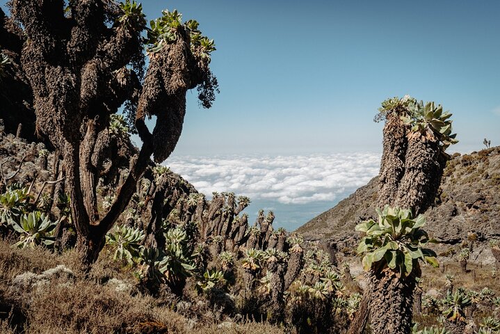 Trek vers le sommet du mont Kilimandjaro par la pittoresque voie Lemosho en Tanzanie, photo 10 | wizardtrip