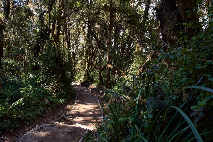Trek vers le sommet du mont Kilimandjaro par la pittoresque voie Lemosho en Tanzanie, photo 12 | wizardtrip