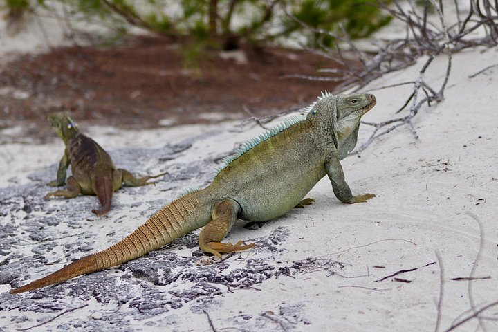 Excursão de snorkel em Grace Bay, Providenciales, com exploração de recifes, visita à Ilha das Iguanas e atividades aquáticas, foto 9 | wizardtrip
