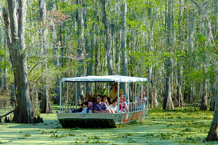 New Orleans swamp boat tour with wildlife viewing and Cajun culture exploration, photo 1 | wizardtrip