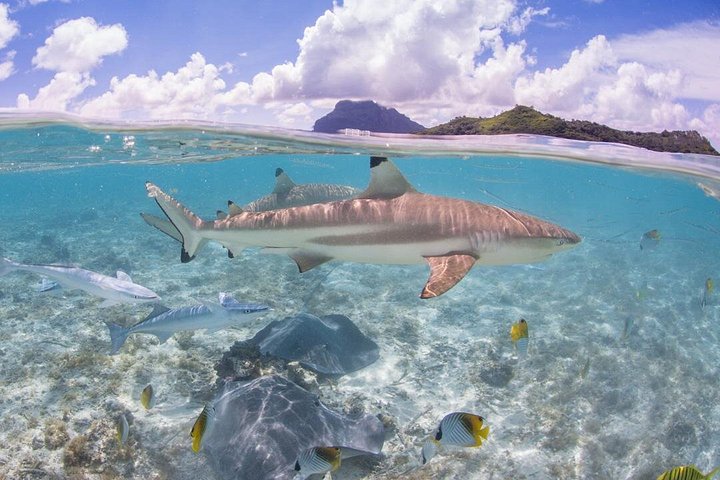 Croisière Éco-Snorkel à Bora Bora avec Rencontres Requins et Raies | wizardtrip