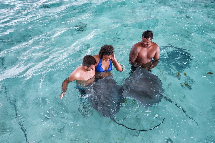 Croisière éco-snorkel à Bora Bora avec requins, raies et poissons tropicaux, photo 8 | wizardtrip