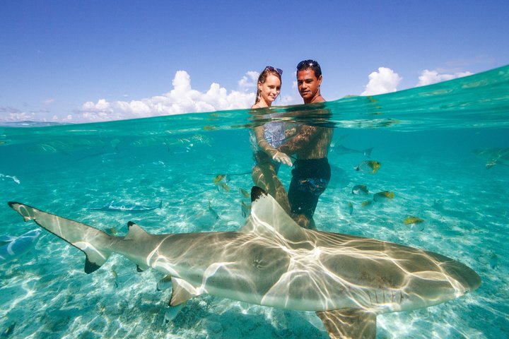 Croisière éco-snorkel à Bora Bora avec requins, raies et poissons tropicaux, photo 9 | wizardtrip
