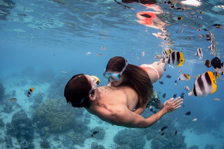 Croisière éco-snorkel à Bora Bora avec requins, raies et poissons tropicaux, photo 10 | wizardtrip