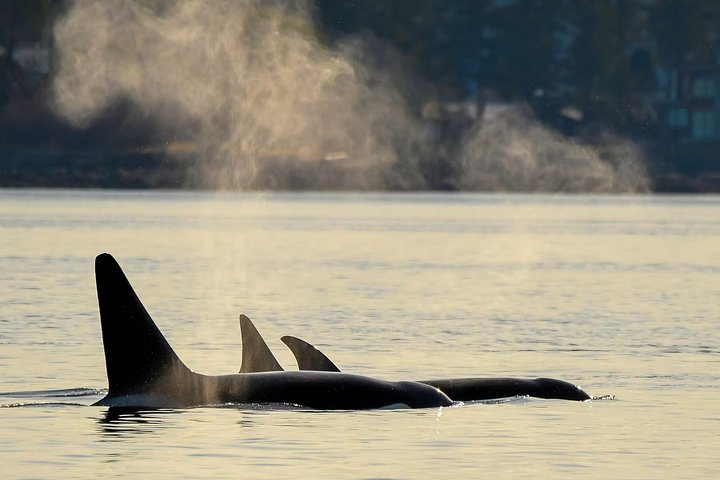 Excursion d'observation des baleines au coucher du soleil sur un catamaran à Victoria, Canada, photo 8 | wizardtrip