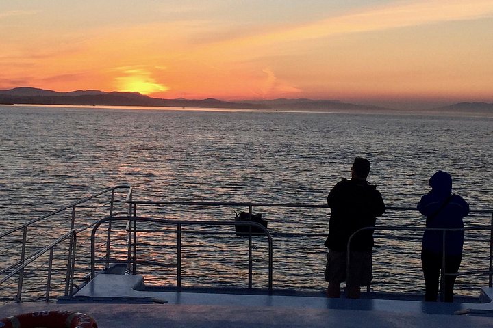 Excursion d'observation des baleines au coucher du soleil sur un catamaran à Victoria, Canada, photo 9 | wizardtrip