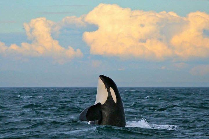 Excursion d'observation des baleines au coucher du soleil sur un catamaran à Victoria, Canada, photo 10 | wizardtrip