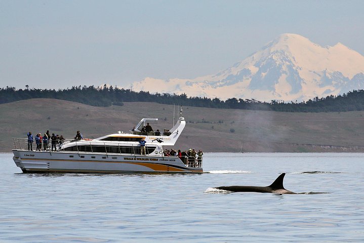 Victoria Whale and Wildlife Cruise | wizardtrip