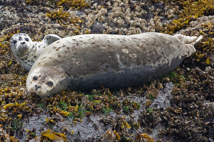 Hvalsafari i Victoria, Canada, hvor man ser havdyr og hvaler fra en båd, foto 6 | wizardtrip