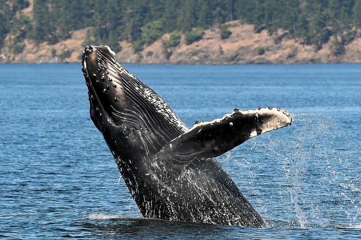 Hvalsafari i Victoria, Canada, hvor man ser havdyr og hvaler fra en båd, foto 7 | wizardtrip