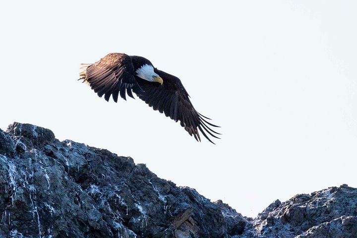 Hvalsafari i Victoria, Canada, hvor man ser havdyr og hvaler fra en båd, foto 8 | wizardtrip