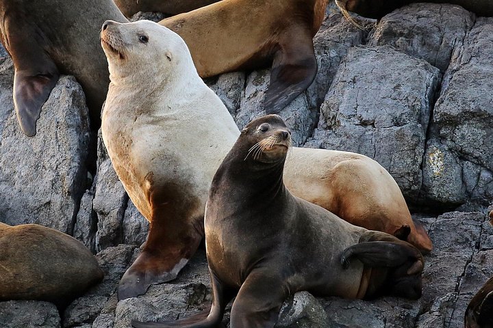 Hvalsafari i Victoria, Canada, hvor man ser havdyr og hvaler fra en båd, foto 9 | wizardtrip