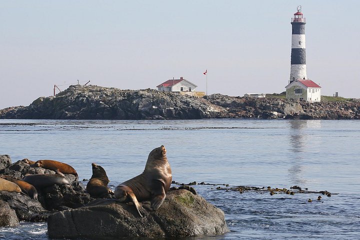 Hvalsafari i Victoria, Canada, hvor man ser havdyr og hvaler fra en båd, foto 10 | wizardtrip
