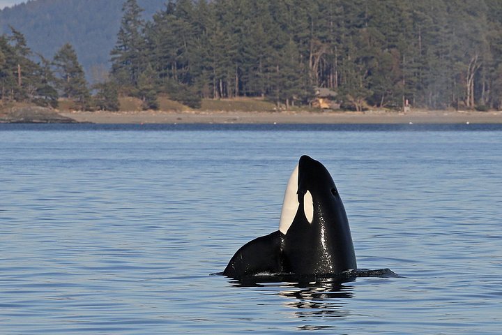 Hvalsafari i Victoria, Canada, hvor man ser havdyr og hvaler fra en båd, foto 12 | wizardtrip