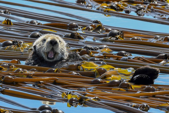 Hvalsafari i Victoria, Canada, hvor man ser havdyr og hvaler fra en båd, foto 13 | wizardtrip