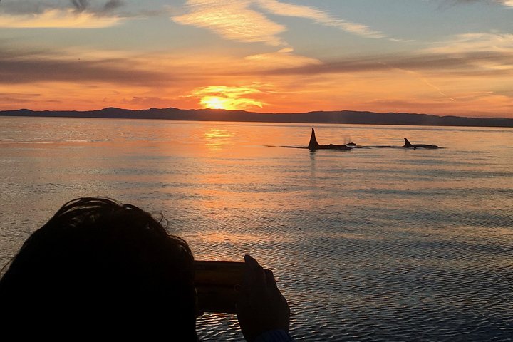 Victoria Sonnenuntergang-Walbeobachtungstour | wizardtrip