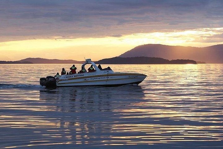 Solnedgang hvalsafari i Victoria, Canada, med dyreliv og udsigt over havnen, foto 6 | wizardtrip