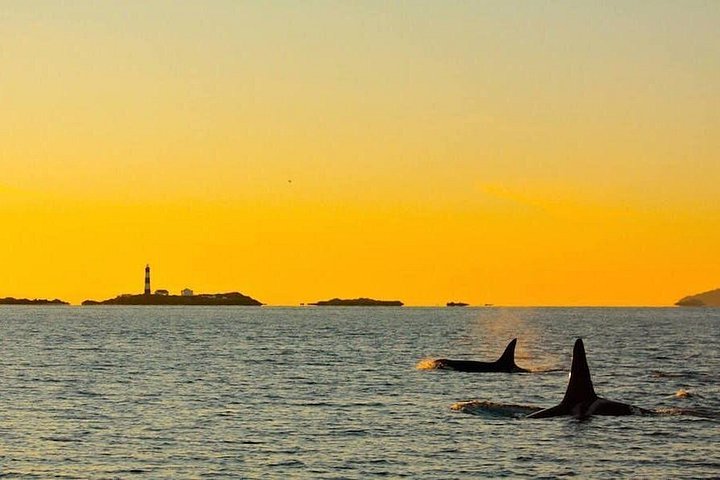 Solnedgang hvalsafari i Victoria, Canada, med dyreliv og udsigt over havnen, foto 7 | wizardtrip
