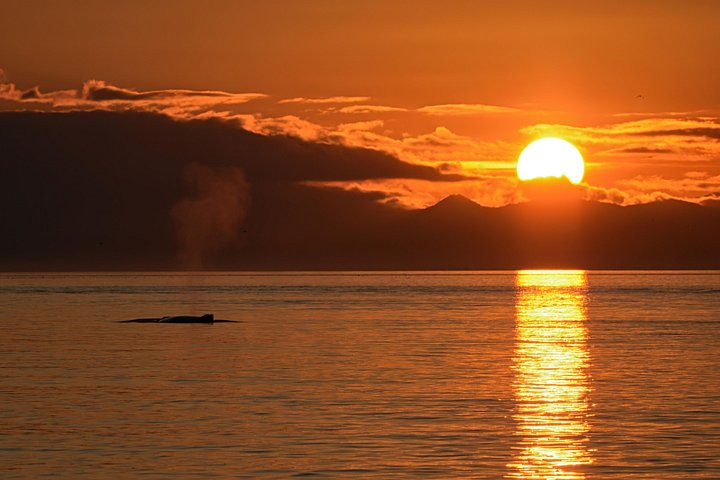 Solnedgang hvalsafari i Victoria, Canada, med dyreliv og udsigt over havnen, foto 8 | wizardtrip