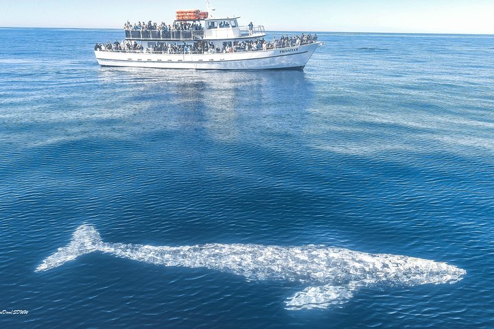 Walvissen- en dolfijnentocht avontuur in San Diego, Californië, verkenning van de Stille Oceaan, foto 6 | wizardtrip