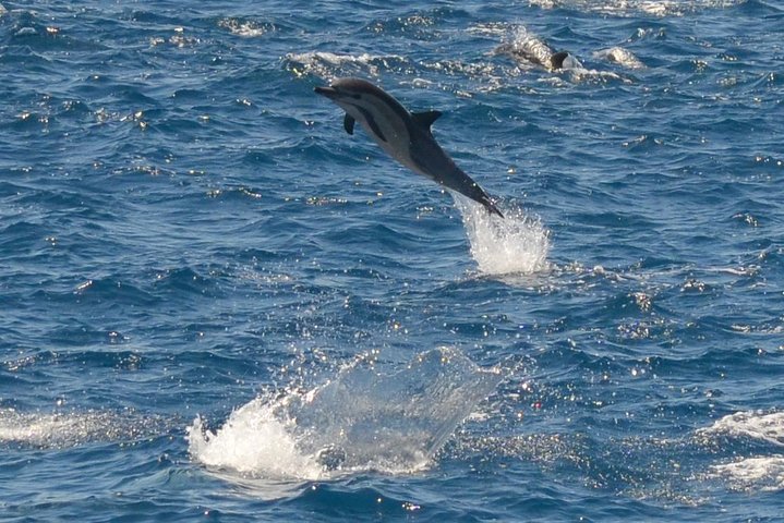 Walvissen- en dolfijnentocht avontuur in San Diego, Californië, verkenning van de Stille Oceaan, foto 7 | wizardtrip