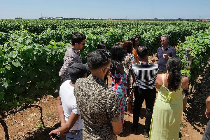 Vinsmagning og vingårdsrundvisning på Terre del Marchesato i Bolgheri, Italien, foto 6 | wizardtrip