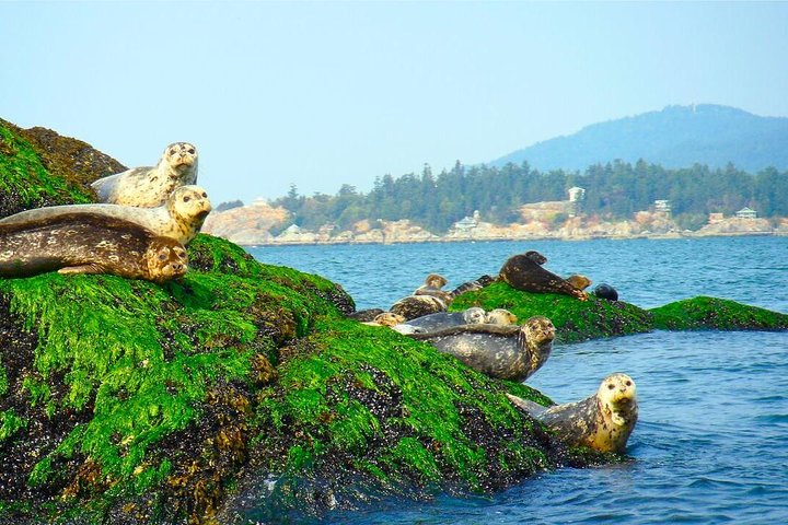 Vancouver Stadt- und Robbenkolonie-Bootstour | wizardtrip