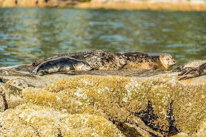 Naturskjønn båttur langs Vancouvers kystlinje, inkludert Stanley Park, seler og byens landemerker, foto 6 | wizardtrip