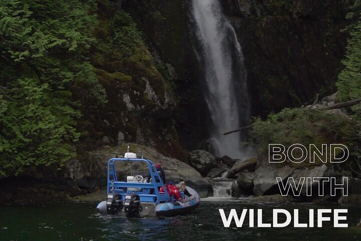 Oplev Vancouvers fantastiske kystlinje og fjorde på en spændende Zodiac-bådtur, og spot dyreliv og vartegn, foto 10 | wizardtrip