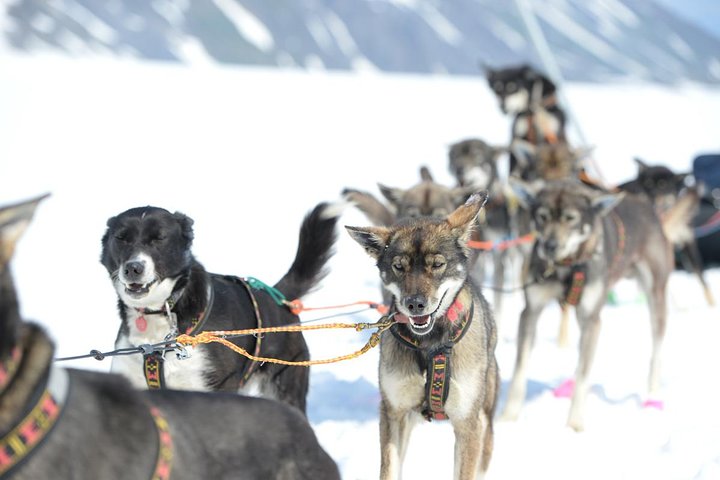 Helicopter flight and dogsledding adventure in Alaska with huskies and glaciers, photo 8 | wizardtrip