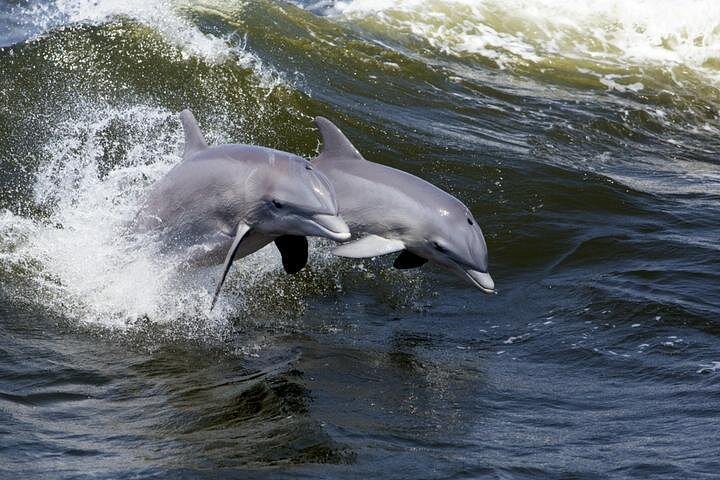 Hvalsafari på Hilton Head Island | Opplev delfiner | wizardtrip