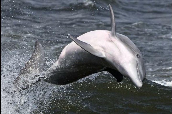 Båttur för delfinskådning på Hilton Head Island, South Carolina, foto 7 | wizardtrip